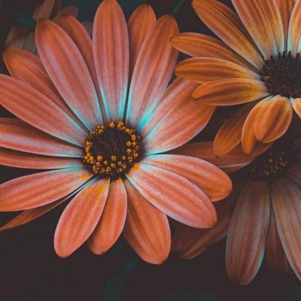 Meet your Posher, Kari